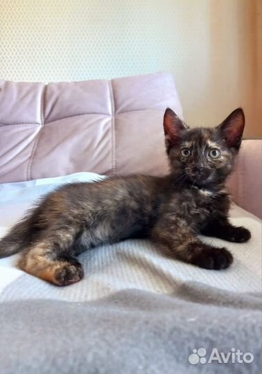 Котенок трехцветный/триколор