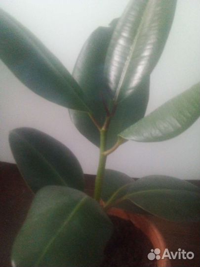 Фикус каучуконосный
