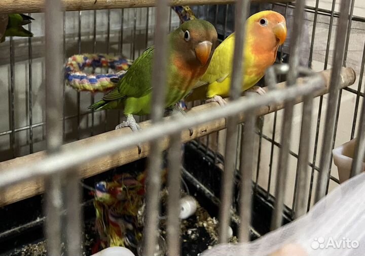 Попугай неразлучники