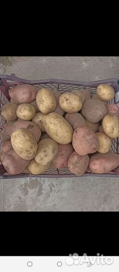 Продам Картофель Крупный