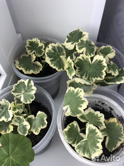 Пеларгония герань