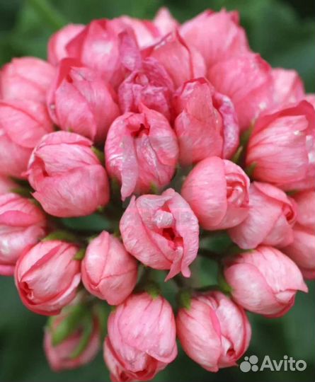 Пеларгония герань