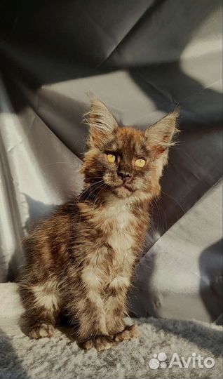 Котята мейн-кун мальчики