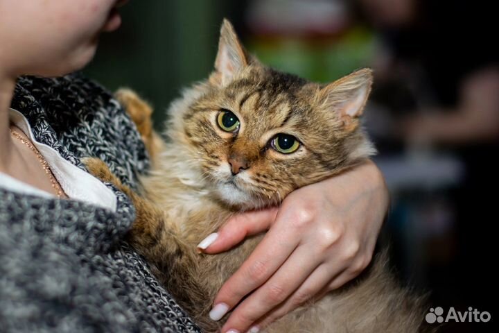 Котик ищет дом