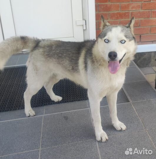 Сибирский хаски Рэкс