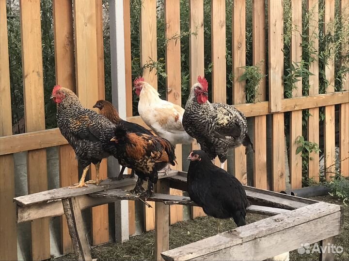 Молодые петушки