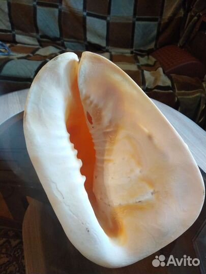 Ракушка для аквариума