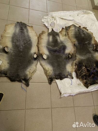 Шкурки морского котика.Выделаные