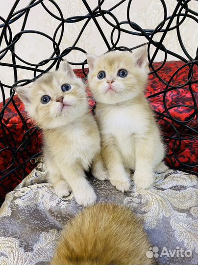 Шотландские котята