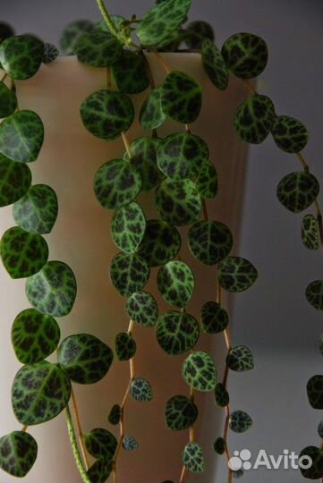 Пеперомия прострата / Черепашка