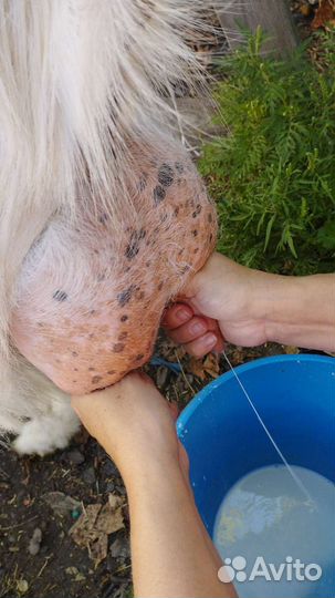 Зааненская дойная коза, козлята, козочки