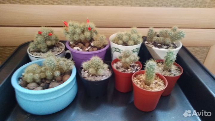 Маммилярия