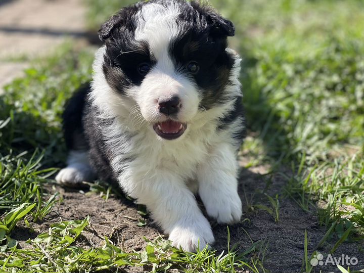 Щенки бордер колли