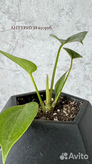 Антуриум