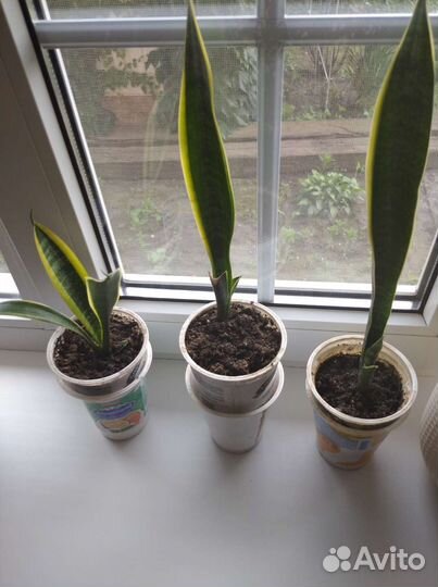 Сансевиерия Лауренти