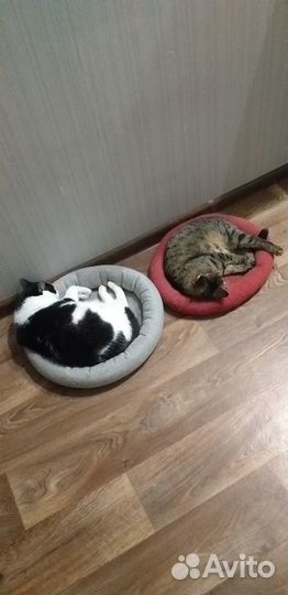 Лежанка для кошек/собачек не больших