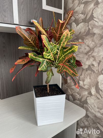 Кодиеум кротон Экселент