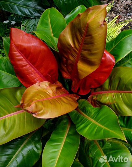 Филодендрон принц Оранж