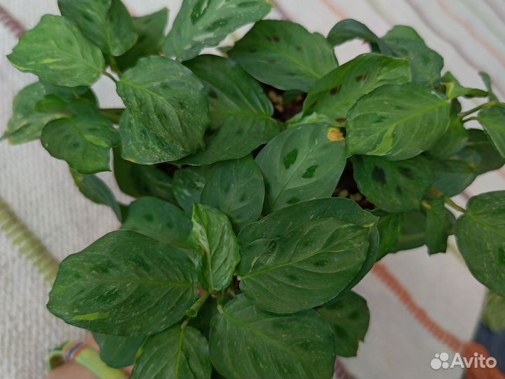 Маранта бьюти Ким вариегата