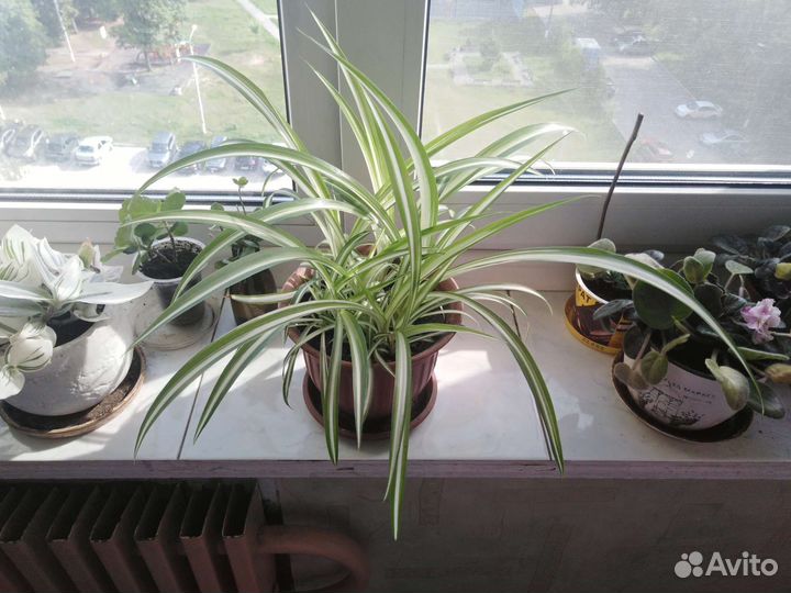 Хлорофитум бонни-природный антисептик