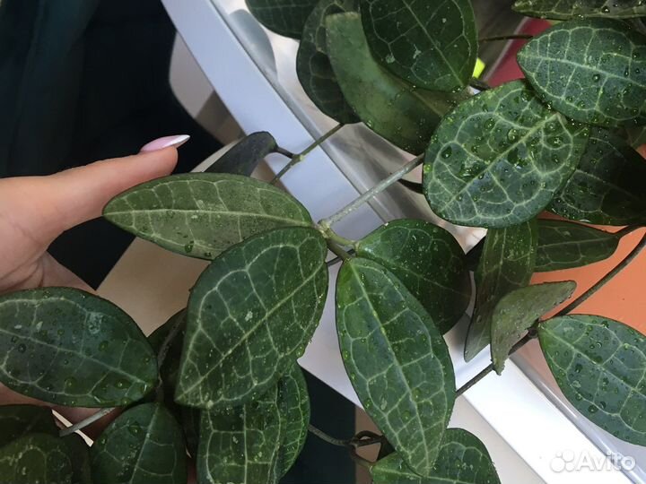 Хойя эллиптика сплеш