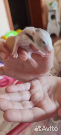 Сирийский хомяк