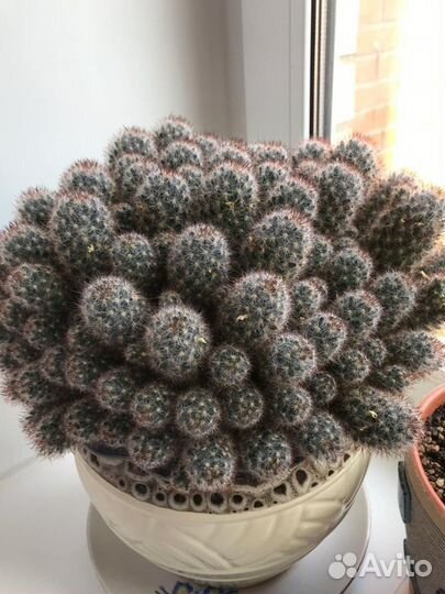 Кактус (цветущий)