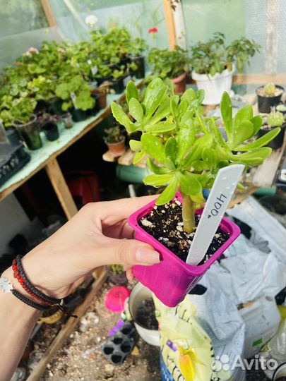 Суккуленты