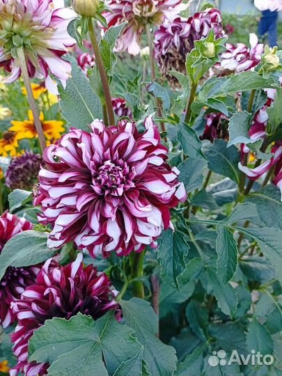 Георгины клубни