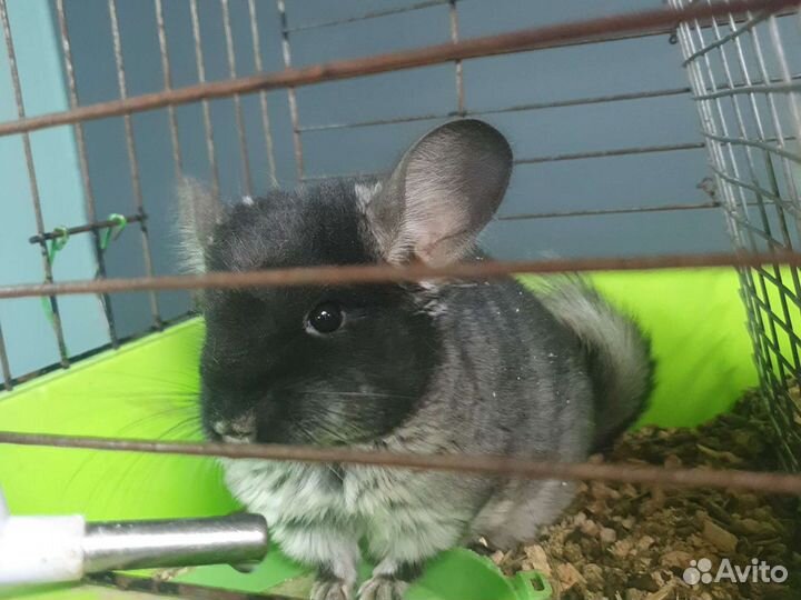 Шиншилы малыши