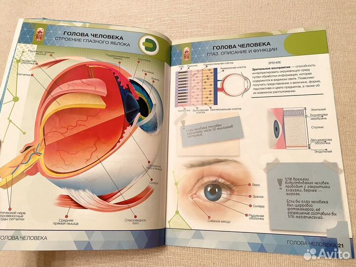 Энциклопедия 4Д анатомия человека органы