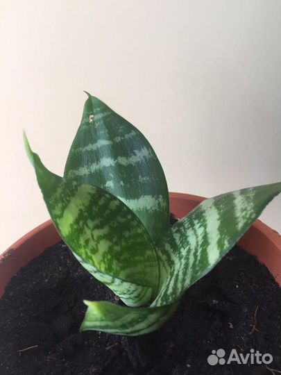 Сансевиерия Ханни