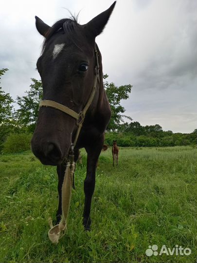 Продажа жеребчик