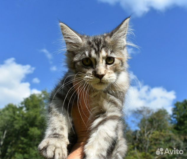 Котята мейн-кун