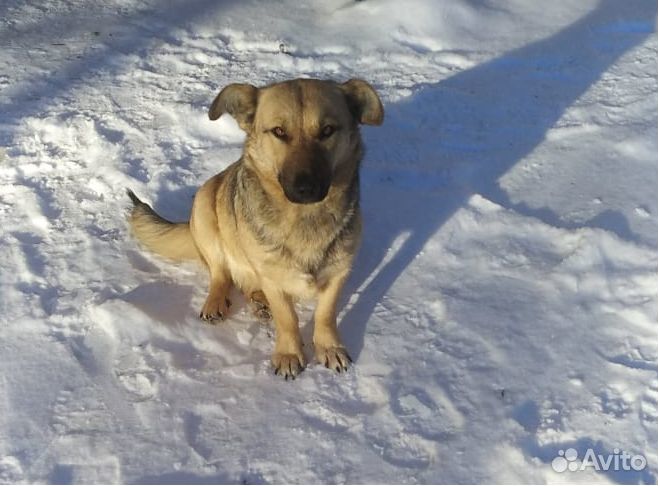 Собака в добрые руки отдам бесплатно