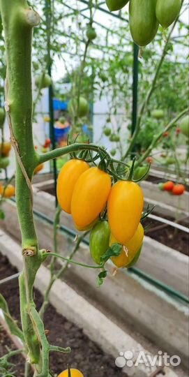 Помидоры домашние