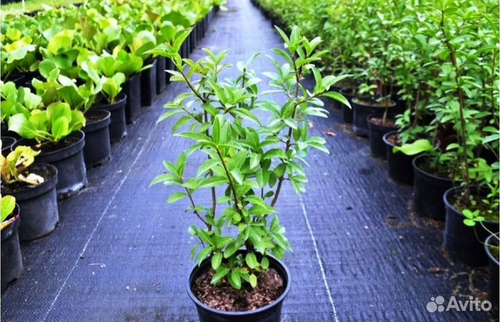 Бирючина обыкновенная оптом