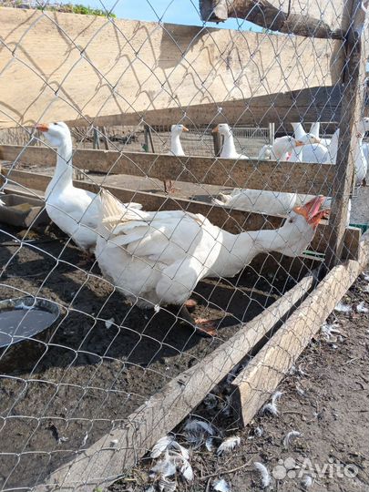 Гуси холмогоры