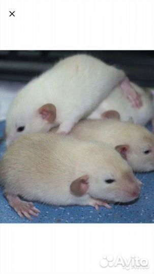 Крысы породистые дамбо с доставкой
