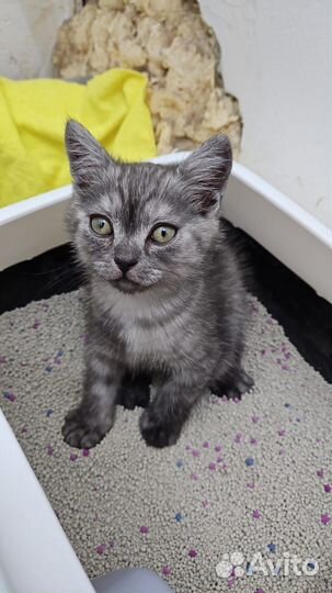 Продам кота шотландской породы