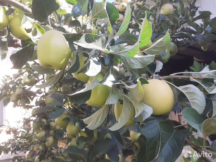 Продам яблоки