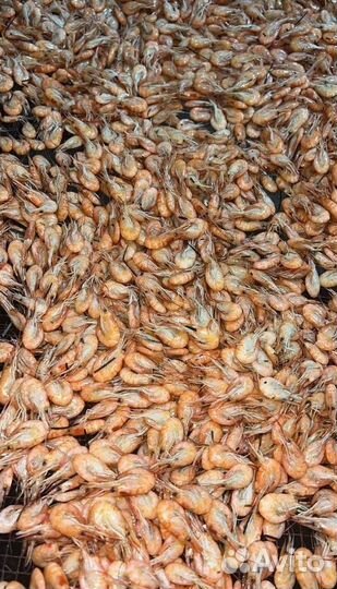 Креветка свежемороженная