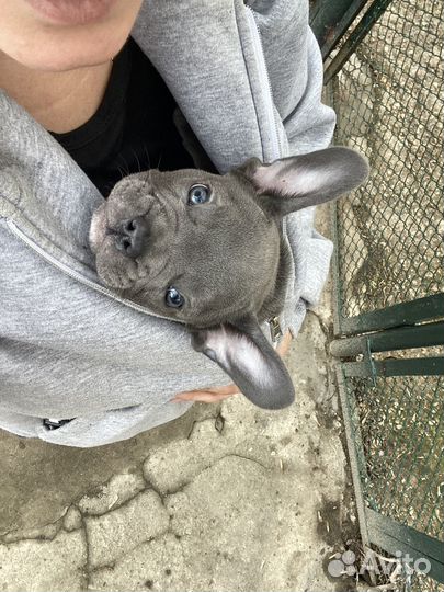 Французский бульдог голубой