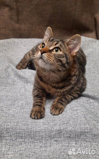 Безумно весёлый и игривый котик