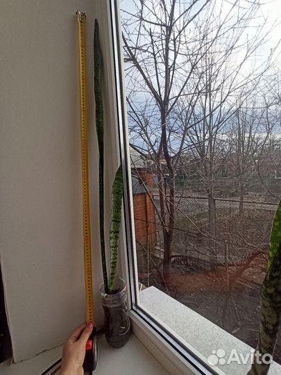 Сансевиерия трехполосная