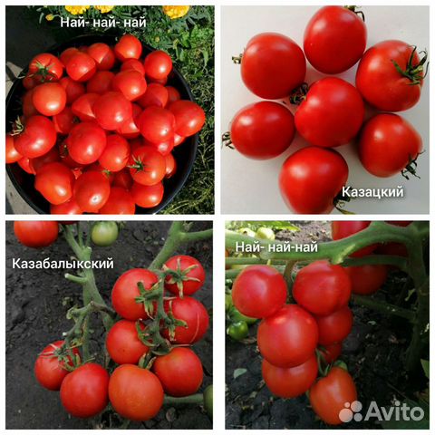 Семена томатов ч.5 для о/г