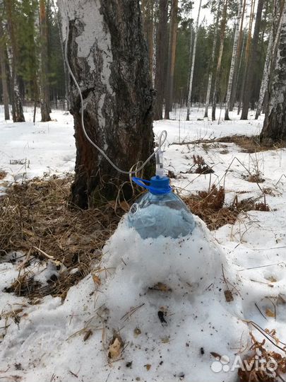 Берёзовый сок. Сбор Сысертский район
