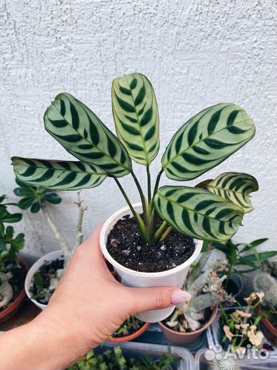 Хамедорея Диффенбахия