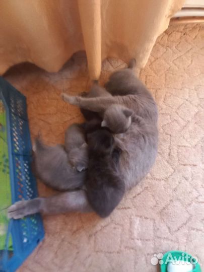 Кошка в дар бесплатно