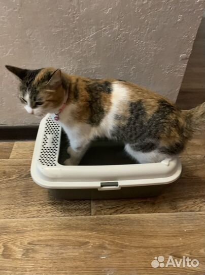 Лоток для кошек большой